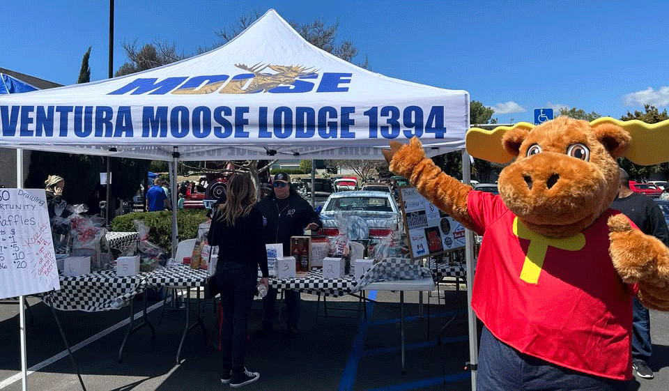 moose-200